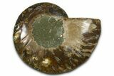 Cut & Polished Ammonite Fossil (Half) - Madagascar #377612-1